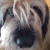 @wildrumbo@mastodon.social